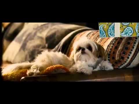 Seven Psychopaths | Official Trailer | #1