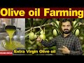 Olive oil farming | बिना पानी खेती | Olive oil ki kheti | jaitun farming | jaitun oil kheti #oli