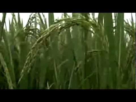 Thể hiện bởi Tam Ca Sao Mai