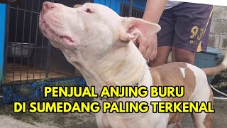 Download lagu STARLET KENNEL MENJUAL ANJING BERBURU TERPOPULER DI SUMEDANG mp3