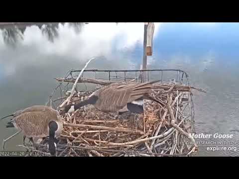 More Mother Goose Drama  • Osprey Nest/Rogers Place • Explore- Captured & Edited by JMCatalinaKatmai