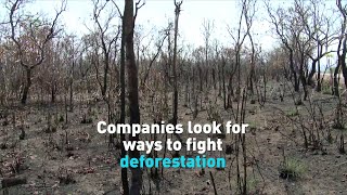 Agriculture companies work to stem tide of deforestation in the Amazon