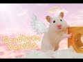 Goodbye, Vanilla 💔