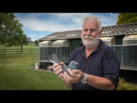 National winners ZLU 2020 - Agen (old birds): Giel Janssens, Epen