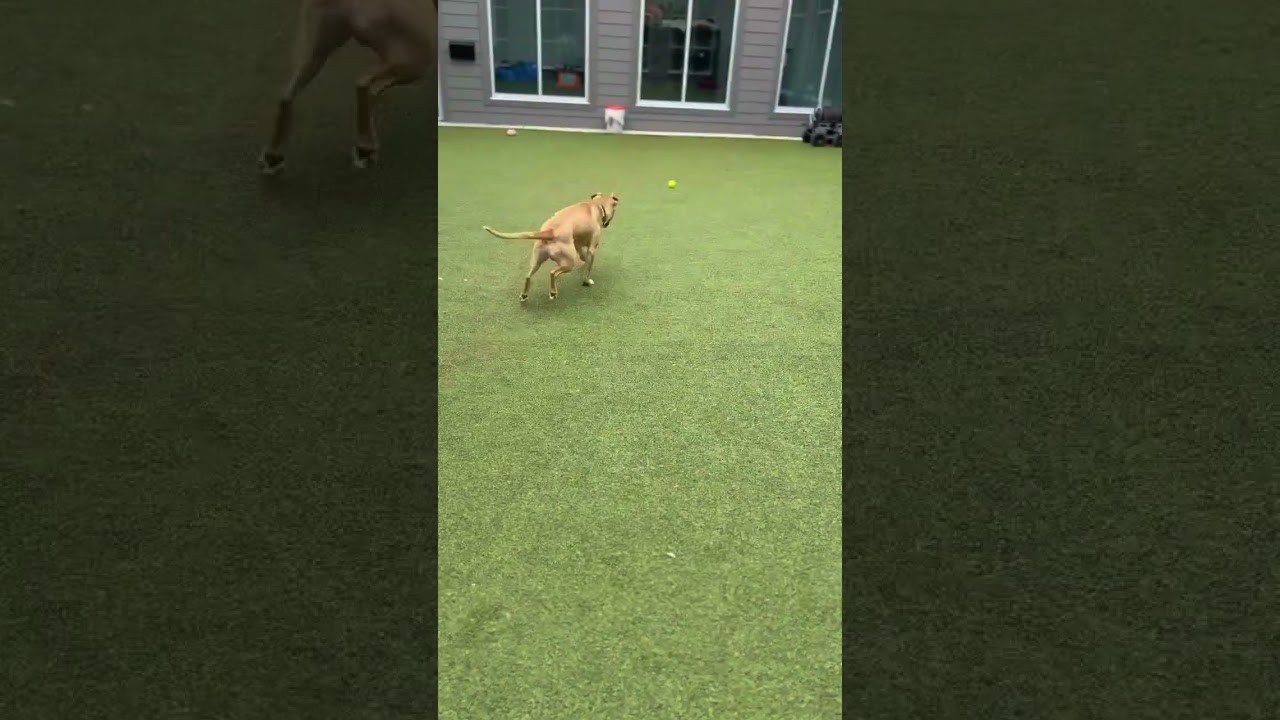 Enlarge Charlie, a Adoptable Pit Bull Terrier in Greensboro, NC video 6/6