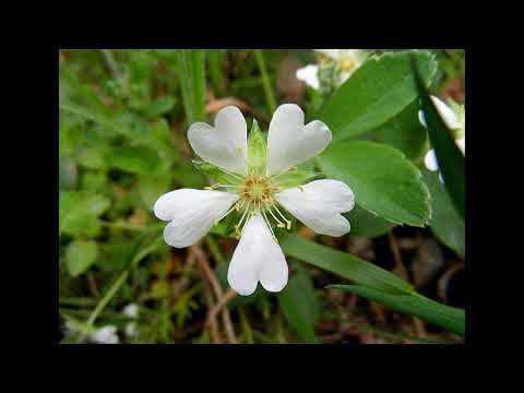 Potentille brillante, Potentille des montagnes, Gironde