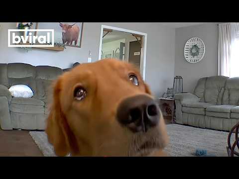 Golden Retriever discovers his puppy cam...