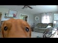 Golden Retriever discovers his puppy cam...