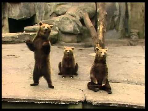 download lagu mp3 mp4 Animalcrackers Com, download lagu Animalcrackers Com gratis, unduh video klip Animalcrackers Com