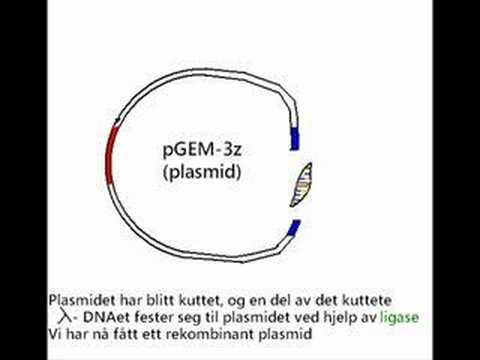 Overføring av DNA til en bakterie