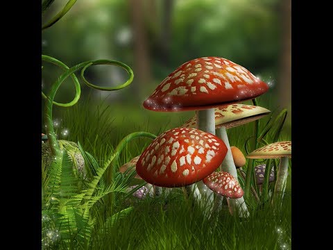 ЧТО БУДЕТ ЕСЛИ СЪЕСТЬ МУХОМОР Мухомор первый опыт приёма