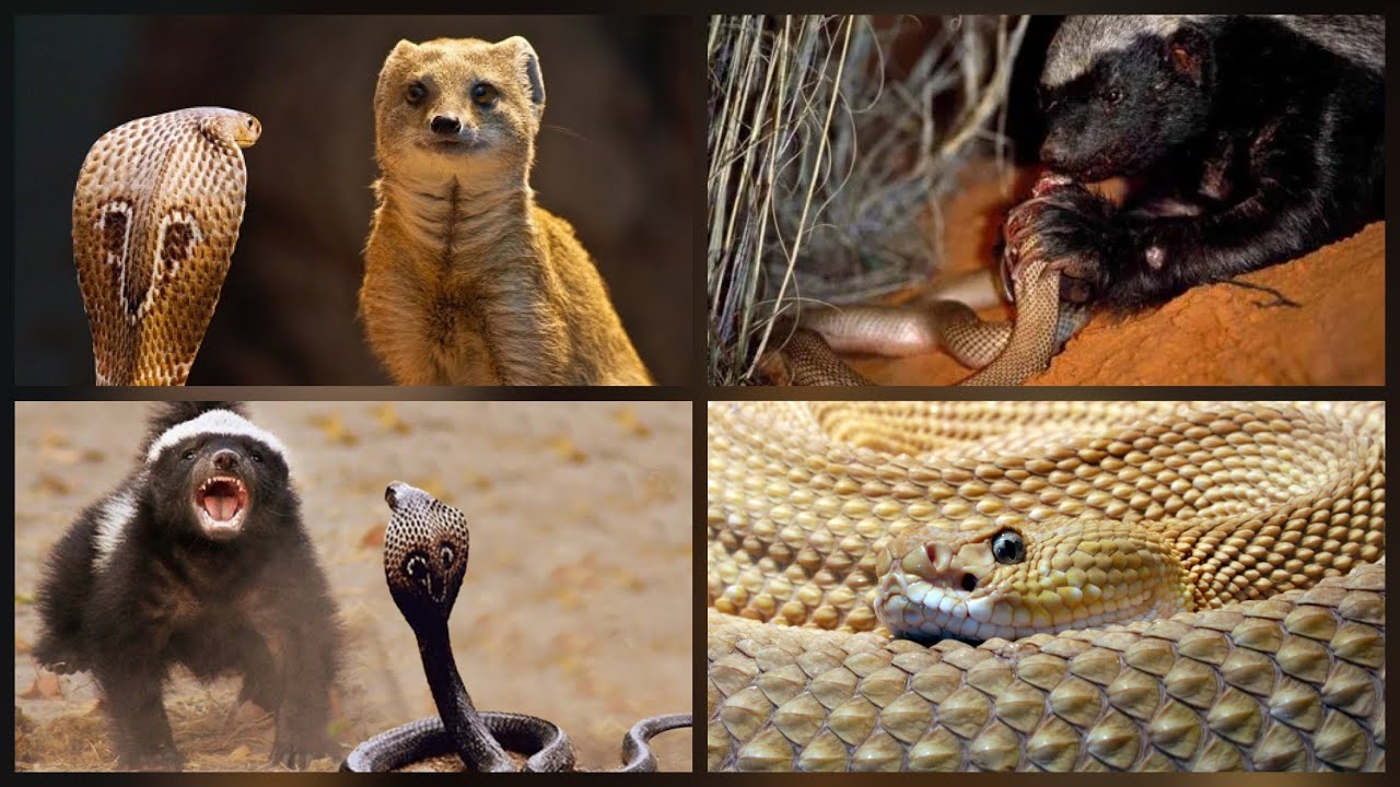 ¿Qué animal es inmune al veneno de serpiente?