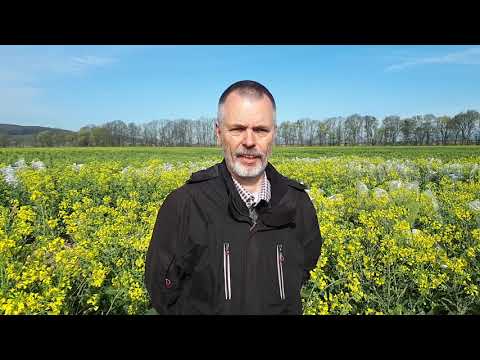 KWS Raps Storys 2020 - Resistenzzüchtung im Winterraps