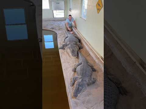 Can I Touch My Alligators?! 😱🐊#shorts #alligator