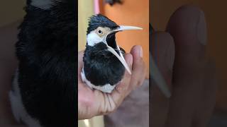 Download lagu Jalak suren malas bunyi⁉️ Coba putarkan suara ini untuk pancingan mp3