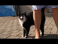 Black Nosed Tuxedo Cat Meowing Loudly And Excitedly Is So Cute