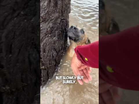 He saved this dog during a flood ❤️