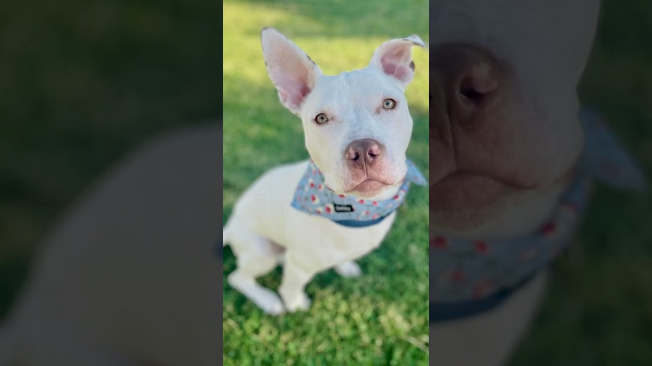 Noodle, a Adoptable Pit Bull Terrier in Citrus Heights, CA video 2/6