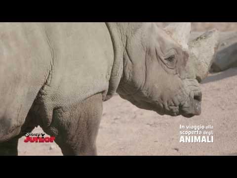 Disney Junior In Viaggio Alla Scoperta degli Animali - Rinoceronti