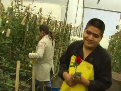 Extraño a mi pueblo - Frecuencia Latina (vol.5)