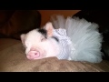 A Pig In A Tutu