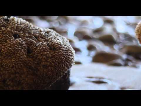 Portinho da Arrabida - Portugal