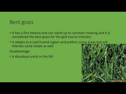 download lagu mp3 mp4 Different Golf Course Grasses, download lagu Different Golf Course Grasses gratis, unduh video klip Different Golf Course Grasses