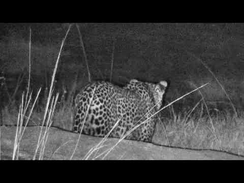 Djuma: Hosana wondering: Should I stay or should I go? - 20:27 - 07/20/18