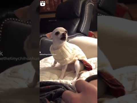 #viral #trending #doglover