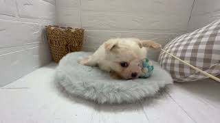 ハーフ犬の動画01