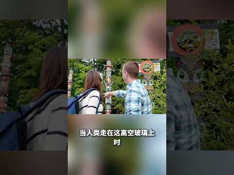 张家界的最高峰仿佛直插云霄，站在峰顶，整片山林尽收眼底。云雾在脚下飘荡，仿佛置身仙境，又像行走在天与地的交界。这里有著名的玻璃栈道与观景平台，透明的玻璃桥下，就是万丈深渊。风从山谷呼啸而。