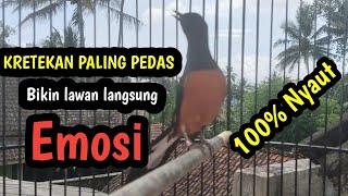 Download lagu SUARA KRETEKAN MURAI BATU GACOR. Bikin murai apapun langsung emosi Naik mp3