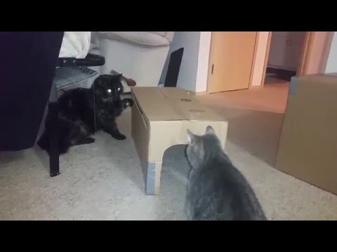 Nalini and Chloe Playing