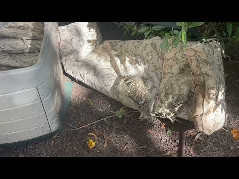 Storage Bin Full of Yellow Jackets in Skillman, NJ