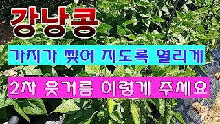 [텃밭농부 1,470]  강낭콩 가지가 찢어지게 열리도록 2차 웃거름 주는 방법 #강낭콩재배