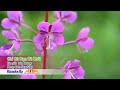 Karaoke Chỉ Có Bạn Bè Thôi Karaoke Nhạc Sống