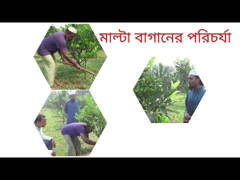 মাল্টা বাগানে ফসলোত্তর পরিচর্যায় ফলন বাড়বে দ্বিগুন