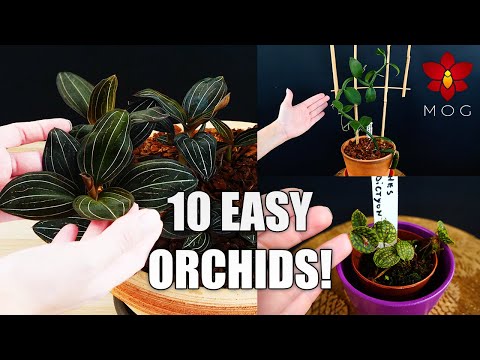 10 Easy Orchids for Your Home! | Orchid Care Tips for Beginners