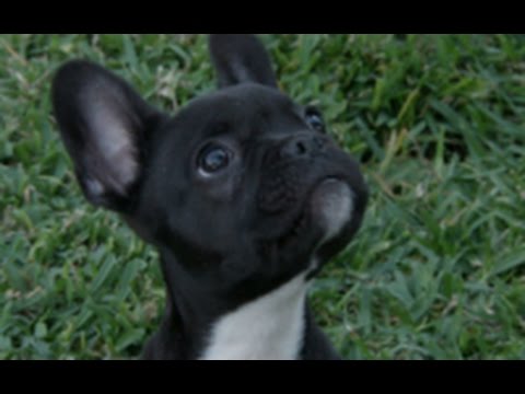 Making Dogs Happy