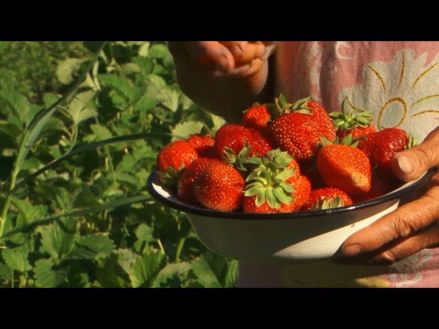 Советы бывалого. Клубничных дел мастера