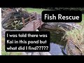 Fish Rescue I Was Told There Was Koi In This Pond But What Did I Fined