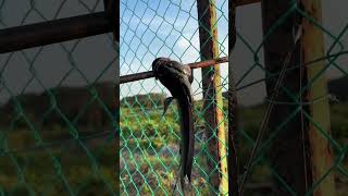 Download lagu Janji tidak kumpau #trending #fishing mp3