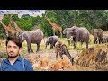 Lahore Safari Zoo Full Tour A Day In The Wild Adventure Lahore Zoo Ka Visit
