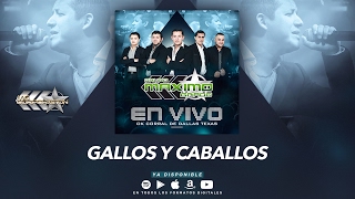 Gallos y Caballos - Maximo Grado (En Vivo Ok Corral De Dallas Texas) MG Corporation