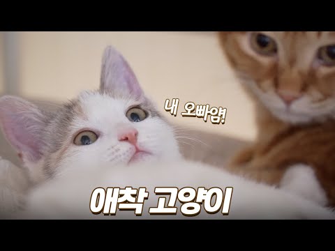 아기 고양이 때부터 우애 좋던 남매의 현재 근황