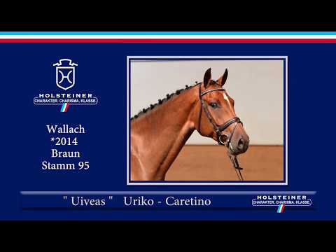 1. Präsentation der Holsteiner Elite Auktionspferde | 140 Uiveas