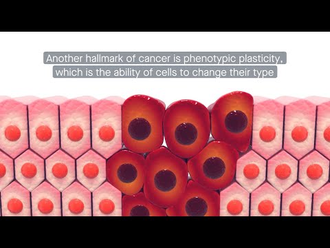 NF-κB signaling at the crossroads between chronic inflammation and cancer