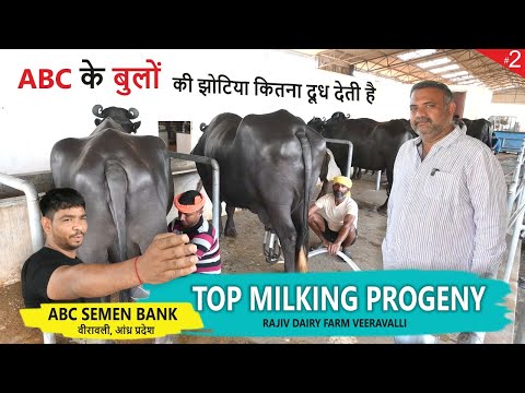 ABC के बुलों की झोटिया कितना दूध देती है || TOP MILKING PROGENY, RAJIV DAIRY FARM VEERAVALLI