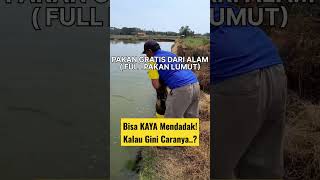 Download lagu SUKSES BUDIDAYA IKAN NILA DI TAMBAK UNTUNG BESAR #shorts #aabvaname57 #ikannila #trending #ikan mp3