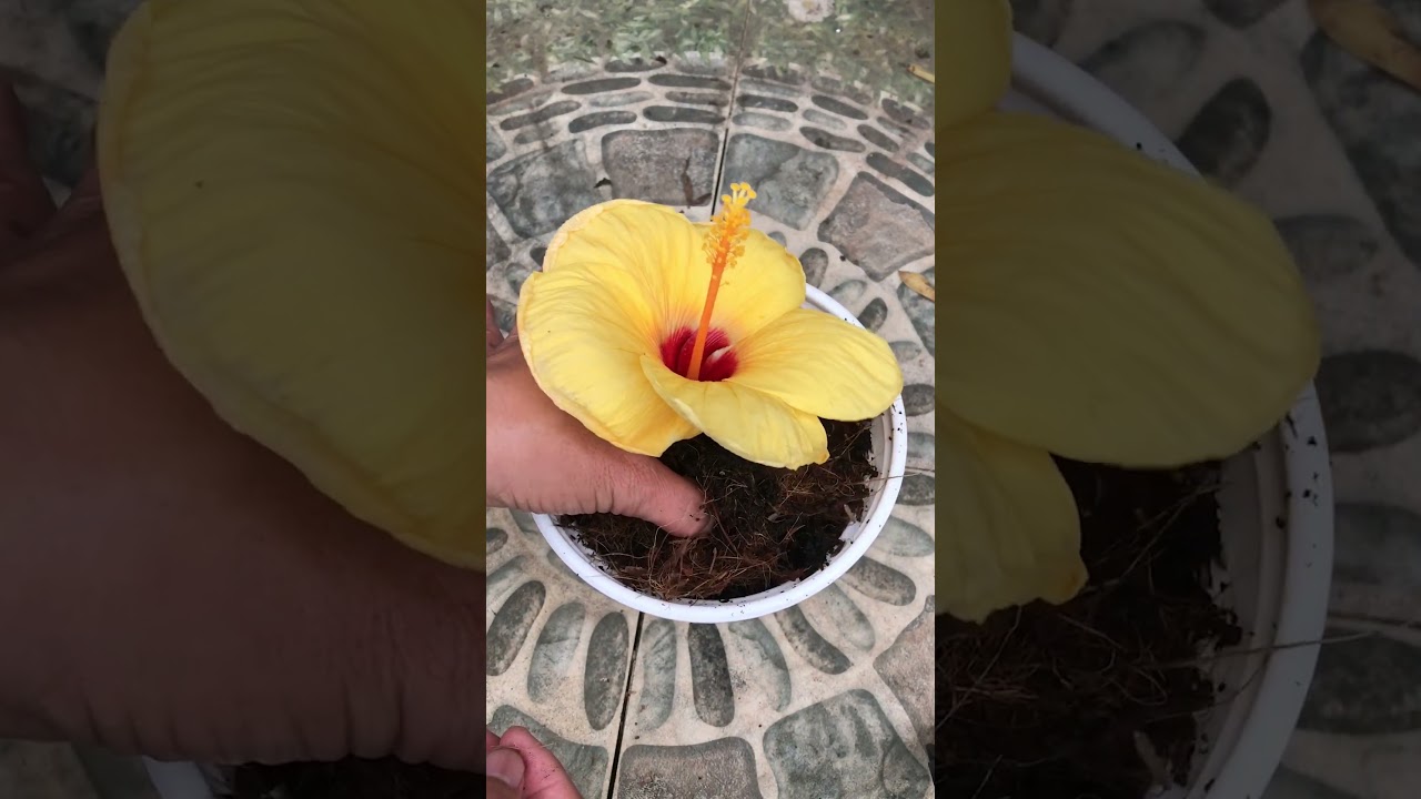 Hibiscus root stimulation guide